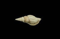 藏品(網紋長鼻螺)的圖片